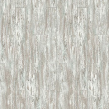  Timber Forester   . 504474001